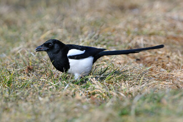 Elster bei der Futtersuche
