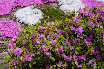Dahurian rhododendron ( lat. Rhododendron dauricum ) is a deciduous or evergreen shrub