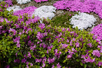  Dahurian rhododendron ( lat. Rhododendron dauricum) is a deciduous or evergreen shrub