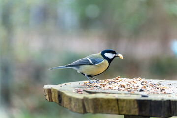 black headed tit is eating