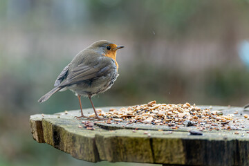 robin eating