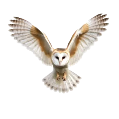 Keuken foto achterwand barn owl isolated on white background © purich