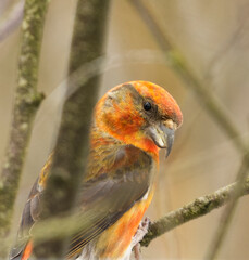 Red crossbill or common crossbill (Loxia curvirostra) male closeup in the bush in early spring.