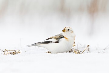 Obraz na płótnie Canvas Snow bunting (Plectrophenax nivalis) sitting in the snow in early spring. 