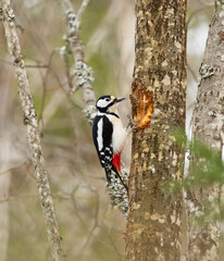 Great spotted woodpecker (Dendrocopos major) female feeding on a pine cone in winter.	
