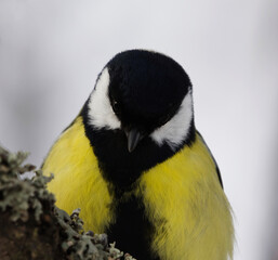 Obraz na płótnie Canvas Great tit (Parus major)closeup perched in the forest in early spring.