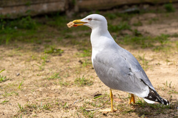gull with food