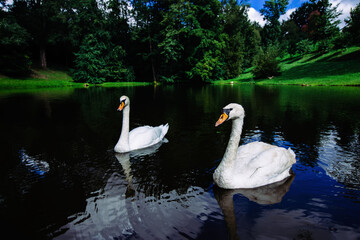 Beautiful swans in the lake in the park