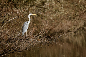 H&eacute;ron cendr&eacute;