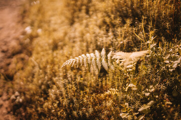 Forest trail scene. Woodland path. High quality photo