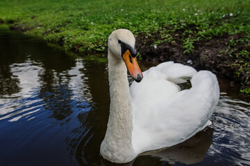 Obraz premium Beautiful swans in the lake in the park
