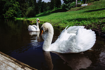 Beautiful swans in the lake in the park