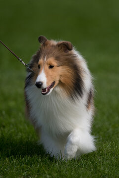 Shetland Sheepdog walking towards camera at a dog show in New York