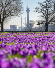 Springtime, Dusseldorf, Germany