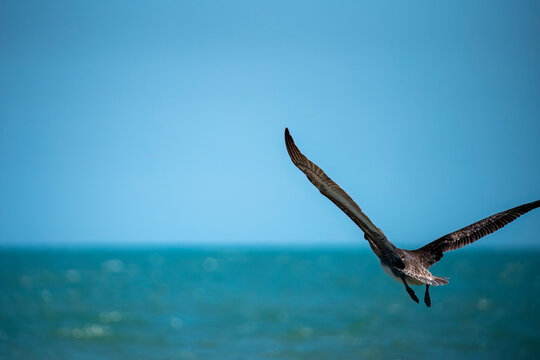 Pelican in flight over clear blue sea