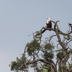 Haliaeetus vocifer, African Fish Eagle, Pygargue vocifère - Pygargue africain - Pygargue vocifer