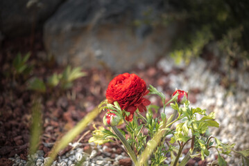 Obraz premium A picture-perfect moment captured in Ranunculus' exquisite charm in Spring.