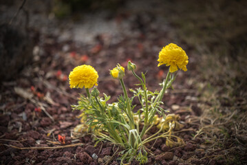 Marigold's vibrant petals bring joy to the garden in Spring.