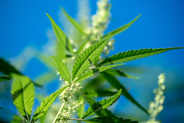 The flowering cannabis plant against the blue sky. Selective focus.