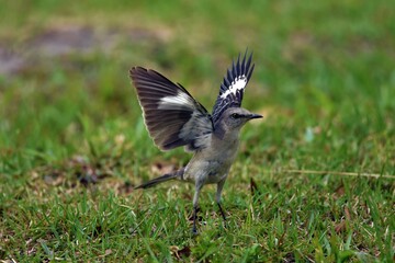 Mockingbird spreading wings