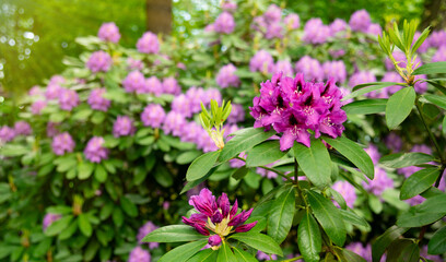 Violet or magenta inflorescences of rhododendron, one in the foreground is in focus, the flowers in the background are blurred. Flowering ornamental plant native to Asia or Japan.Shrubs, illuminated