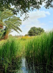 rice field