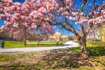 Naklejka premium King Tomislav square in Zagreb springtime magnolia blossom trees view, capital of Croatia