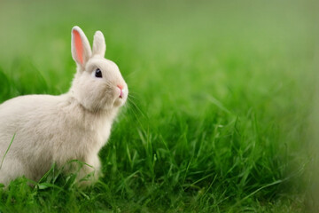 Beautiful white rabbit on top of the green grass