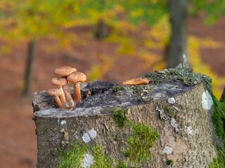 opieńka miodowa © Marek