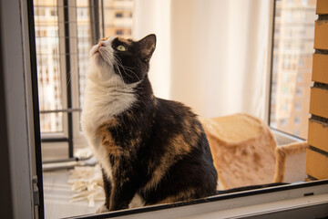 A three-colored cat sitting on the balcony