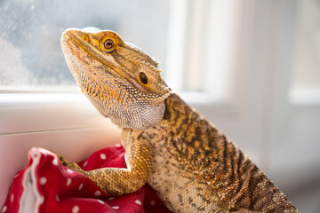 Bearded dragon looking out of the window