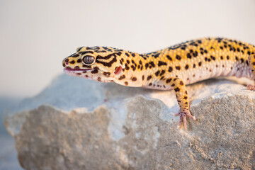 Leopard gecko on the rock