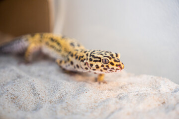 Leopard gecko on the sand