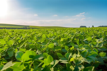Photo of soybean plant in cultivated agricultural field, agriculture and crop protection Sunny summer day at a huge soy plantation farm with central pivot irrigation machine - an awe-inspiring sight