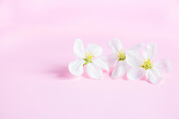 White flowers on a pale pink background with space for text. Apple blossom. Spring still life. Concept of spring or mom day