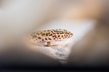 Leopard gecko on the sand