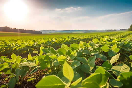 Beautiful view of huge farm soy plantation with central pivot irrigation machine on sunny summer day. Concept of agriculture, environment, soybeans field, ecology, technology, agronomy, economy