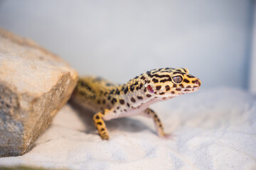 Leopard gecko on the sand