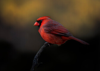 cardinal on a branch
