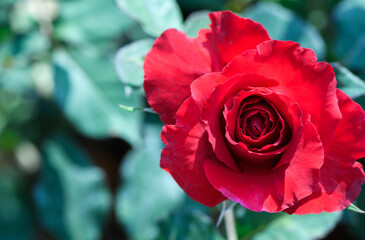 Top view of red rose in garden, flower background and valentines