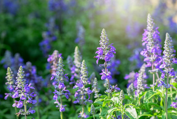 Beautiful Blue Salvia flower blooming in garden,
