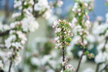 Spring Cherry blossoms, the tree is blooming in the garden