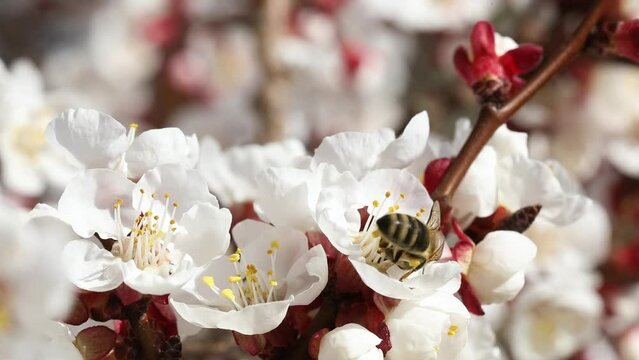 closeup of a blooming apricot tree with bees in spring, macro shot,Prunus armeniaca, spring background,