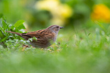 Fototapeta premium Heckenbraunelle Prunella modularis