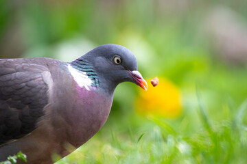 Obraz premium Taube spielt mit Essen