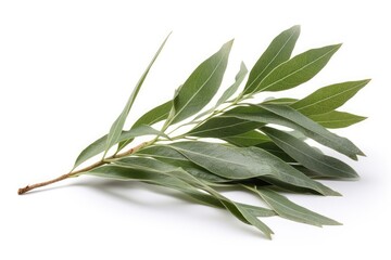 Fototapeta premium bay leaves isolated on white