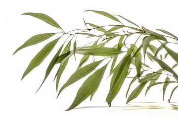 Fototapeta premium Green willow leaves in spring