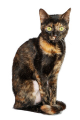 PNG of Tortoiseshell witch cat with green-yellow eyes