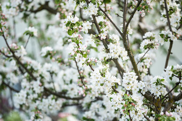the tree is blooming in the garden