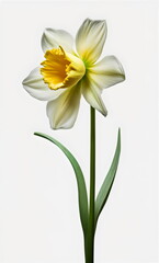Fototapeta na wymiar perfect yellow daffodil stem isolated on white background, made with generative ai